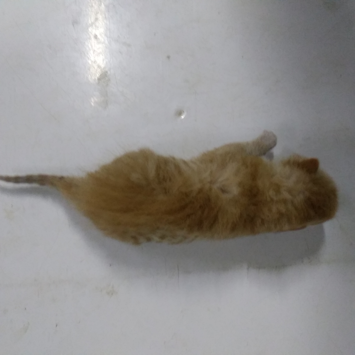 인천광역시수의사회_428352202300526